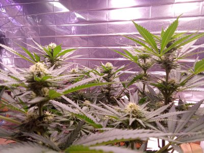 IMG_20250712_070520.jpg