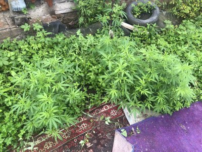 IMG_4051.jpeg