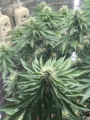 IMG_0017.jpeg