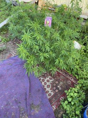 IMG_0016.jpeg