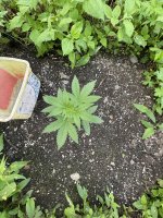 IMG_0059.jpeg