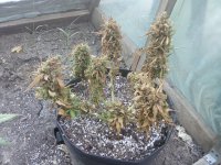IMG_20250806_063858.jpg