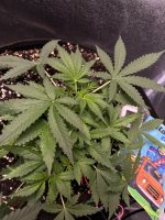 IMG_4137.jpeg