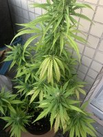 IMG_8031.jpeg
