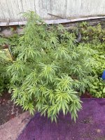 IMG_0132.jpeg