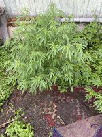 IMG_0131.jpeg