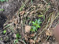 IMG_0508.jpeg