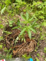 IMG_0510.jpeg