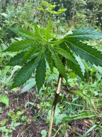 IMG_0516.jpeg