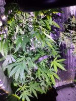 IMG_20250808_150641.jpg