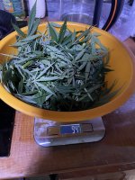 IMG_0163.jpeg