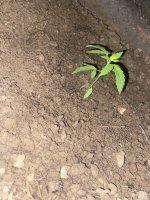 IMG_0713.jpeg