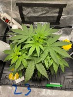 IMG_1003.jpeg