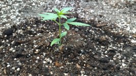 IMG_20250812_073258.jpg