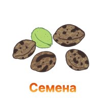 semena-100.jpg