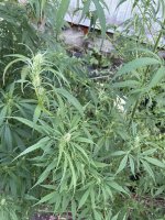 IMG_0319.jpeg