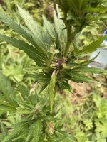 IMG_0608.jpeg