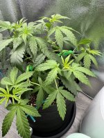 IMG_1347.jpeg
