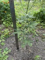 IMG_0364.jpeg