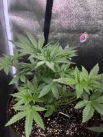 IMG_4814.jpeg