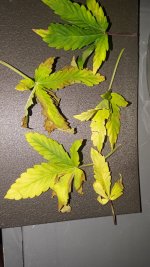 P_20250823_171913.jpg