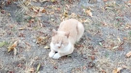 IMG_20250824_061036.jpg