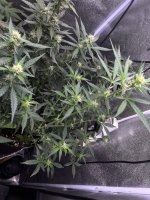 IMG_4985.jpeg