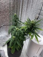 IMG_6762.jpeg