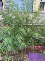 IMG_0382.jpeg