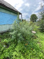 IMG_0424.jpeg