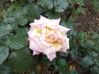 IMG_20250910_094812.jpg