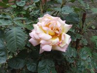 IMG_20250910_094820.jpg