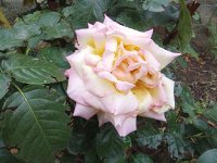 IMG_20250910_094840.jpg