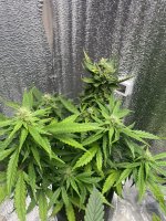 IMG_6827.jpeg