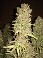 IMG_20250910_103546.jpg
