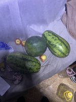 IMG_0502.jpeg
