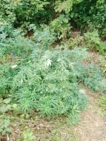IMG_20250911_070208_061.jpg