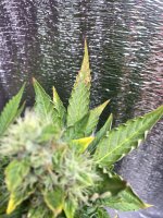 IMG_6842.jpeg