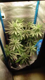 IMG_20250917_063138_655.jpg