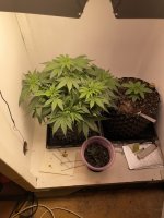 IMG_0587.jpeg