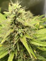 IMG_1461.jpeg