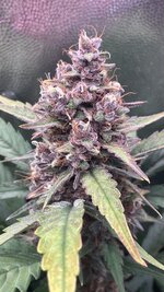 IMG_1499.jpeg