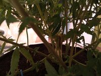 IMG_20250926_203351_942.jpg