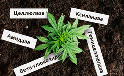 konoplya-i-fermenty__BHhrz8Rkhtw1zAgE.jpg