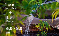 ispolzovanie-fermentnogo-rastvora-pri-vyrashchivanii-konopli__QML5d9SMAyJBCLdm.jpg