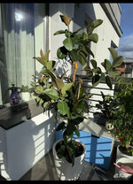 IMG_8736.jpeg