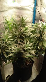 IMG_20250929_070309_119.jpg