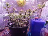 IMG_20241124_113354.jpg