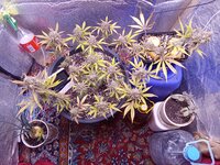 IMG_20241212_094706.jpg