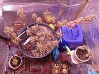 IMG_20241220_081742.jpg